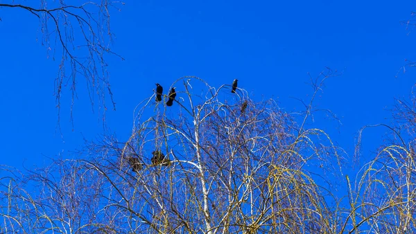 Ramas Desnudas Árboles Contra Cielo Azul Las Aves Conservación Naturaleza —  Fotos de Stock