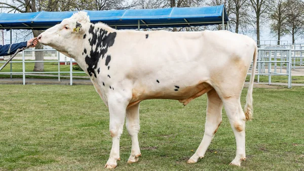 Tribal Bull on the farm. The white bull is a producer of the Holstein breed in the exhibition stand. Farm business concept.