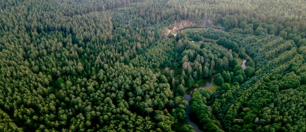 Kiefernwald Aus Der Höhe Drohnenblick Aus Der Luft Über Einen — Stockfoto