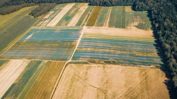 Vista Aérea Los Campos Repollo Agrícola Multicolor Desde Dron Fondo — Foto de Stock