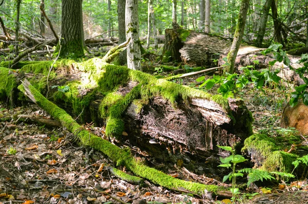 낙엽수의 나무를 감싸고 있는이끼 땅에서 줄기가 부러지고 나무늘보 자연의 — 스톡 사진