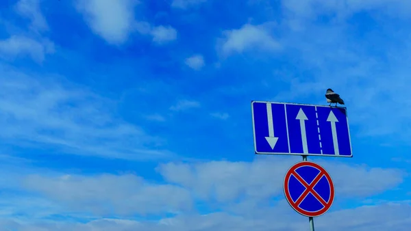 Ворона Сидит Дорожных Знаках Дорожного Движения Парковки Классическом Голубом Фоне — стоковое фото