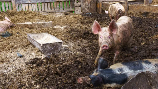 Porcos Engraçados Encerrados Numa Caneta Porco Conceito Terras Agrícolas Espaço — Fotografia de Stock