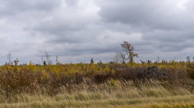 Sonbahar panoraması. Genç ağaçlardan oluşan bir çalı tarlası gri bulutlu bir gökyüzü boyunca uzanıyordu. Doğa konsepti. Dramatik gökyüzü arka planında Copse sahada.
