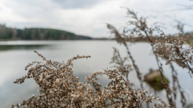 Sakin gölün kıyısındaki kuru çimenler bulutlu havada ormanla çevrilidir. Soyut doğal arkaplan. Bataklık kuru çimenler rüzgarda savruluyor bulutlu havada sakin gölün kıyısında ormanla çevrili.