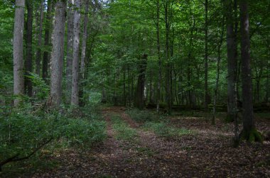 Yeşillik bitkilerle dolu güzel bir ormanın dramatik görüntüsü..
