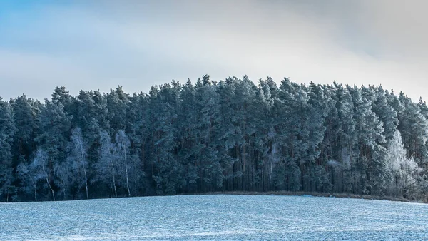 Krawędź Lasu Iglastego Śniegu Malowniczy Zimowy Krajobraz Leśną Krawędzią Łąką — Zdjęcie stockowe