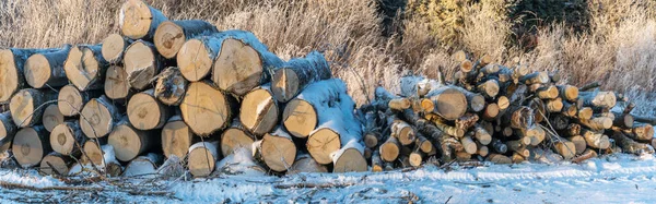 Staplade Stockar Skogen Vintern Trä Utanför Staplat Snö Tallstockar Till — Stockfoto