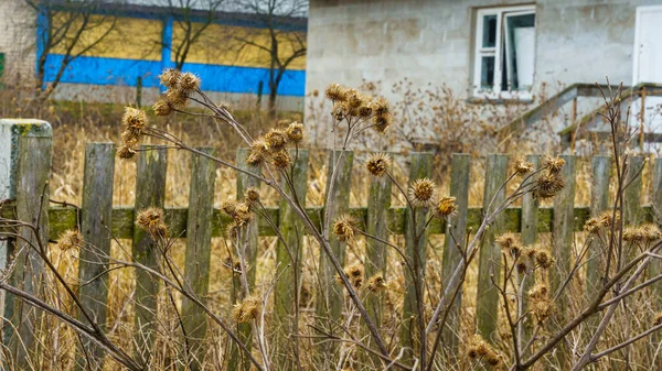 Droge Kliskoppen Een Hekondergrond Verdorde Plant Ruimte Voor Tekst — Stockfoto