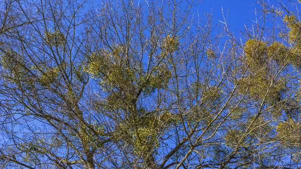 Vischio Sui Rami Nudi Albero Uno Sfondo Cielo Blu Brillante — Foto Stock