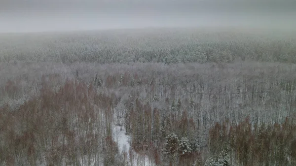 Der Winterwald Ist Mit Neuschnee Vor Dramatischem Himmel Bedeckt Schießen — Stockfoto