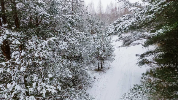 Der Winterwald Ist Mit Neuschnee Vor Dramatischem Himmel Bedeckt Schießen — Stockfoto