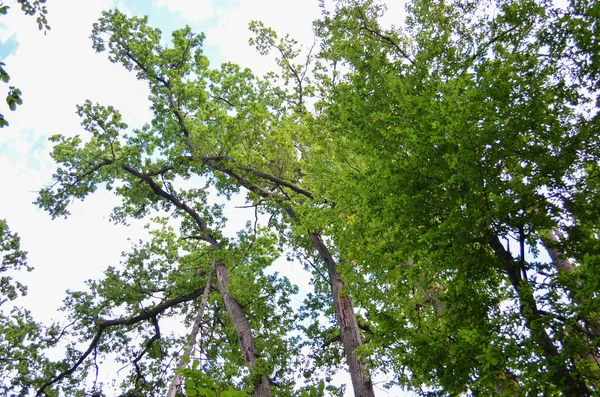 Árvores Verdes Enquadrando Céu Azul Ensolarado Com Nuvens Espaço Para — Fotografia de Stock