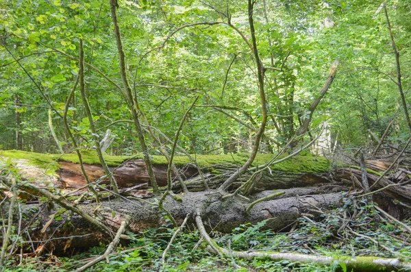 낙엽수의 나무를 감싸고 있는이끼 땅에서 줄기가 부러지고 나무늘보 자연의 — 스톡 사진