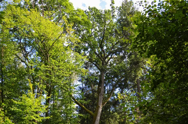 Plan Dramatique Une Belle Forêt Avec Une Végétation Luxuriante — Photo