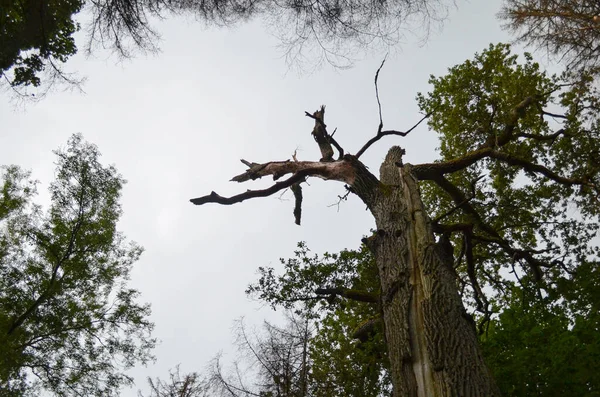 森の中で壊れた高い木の幹 壊れた木の幹 概念と背景 — ストック写真