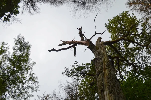 Tronco Árbol Alto Roto Bosque Tronco Árbol Roto Concepto Antecedentes — Foto de Stock