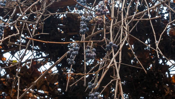 Ramo Selvagem Caule Bagas Secas Uvas Congeladas Sob Neve — Fotografia de Stock