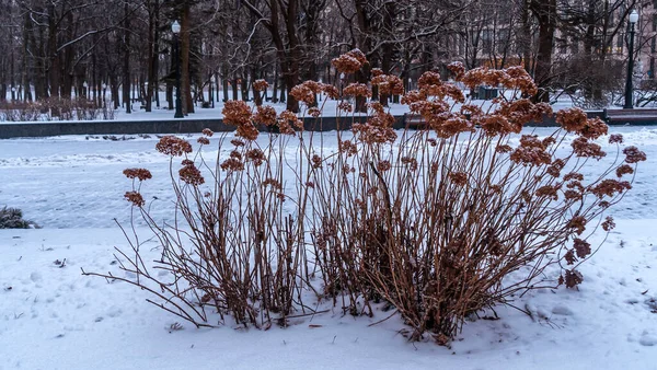 Rime Jég Bokrok Ágain Szelektív Fókusz Száraz Növényeket Parkban Homokfagy — Stock Fotó