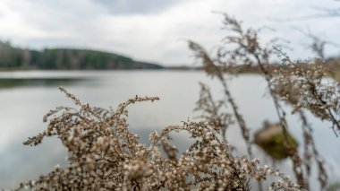 Sakin gölün kıyısındaki kuru çimenler bulutlu havada ormanla çevrilidir. Soyut doğal arkaplan. Bataklık kuru çimenler rüzgarda savruluyor bulutlu havada sakin gölün kıyısında ormanla çevrili.