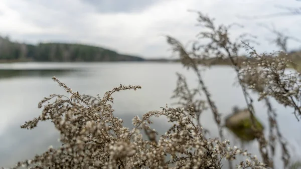 Sakin gölün kıyısındaki kuru çimenler bulutlu havada ormanla çevrilidir. Soyut doğal arkaplan. Bataklık kuru çimenler rüzgarda savruluyor bulutlu havada sakin gölün kıyısında ormanla çevrili.