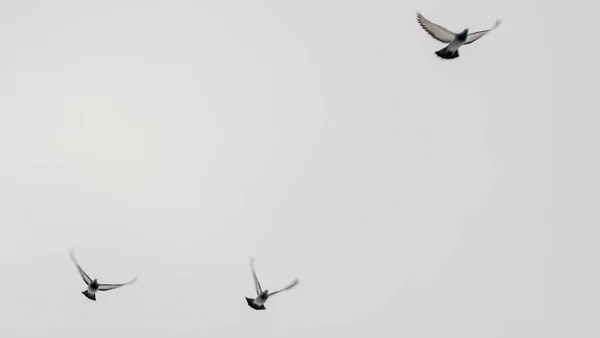 鳩は群れで空を飛んでいる 灰色の空を飛ぶハトの群れ 選択的フォーカス 燃えるような動き テキスト用のスペース アレルギーの概念 — ストック写真