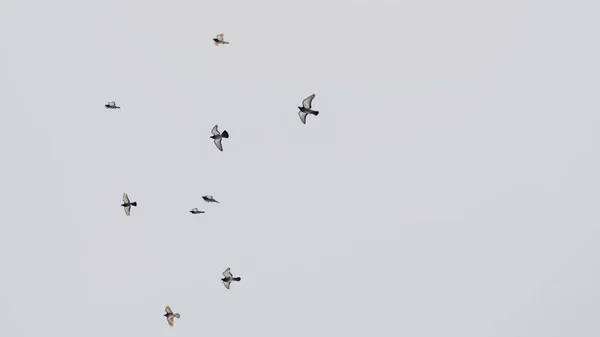 Porumbeii Zboară Cer Grupuri Stol Porumbei Care Zboară Cerul Gri — Fotografie, imagine de stoc