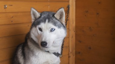 Sevimli, siyah beyaz, tembel gözlü, tahta arka planda Husky..