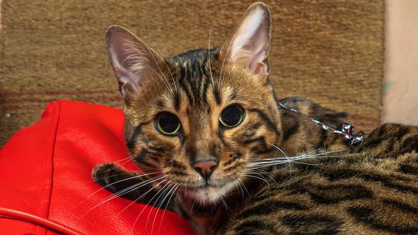 Gatto Del Bengala Sdraiato Una Poltrona Rossa Gatto Guarda Con — Foto Stock