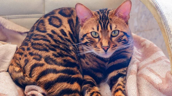 Gammal Bengal Katt Med Gröna Ögon Som Vilar Stolen Djurkoncept — Stockfoto