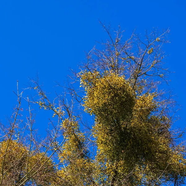 Mistletoe Sur Les Branches Nues Arbre Sur Fond Ciel Bleu — Photo