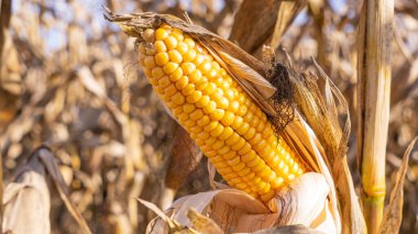 Kurumuş sapların arka planında yakın plan sarı mısır kulağı. Tarım konsepti. Metin için boşluk.