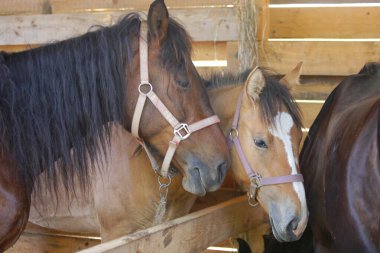 İki kırmızı-kahverengi yerli at ahırda duruyor ve rahatlıyor. Hayvanlar ve Sevgililer Günü konseptleri. Hayvan teması.