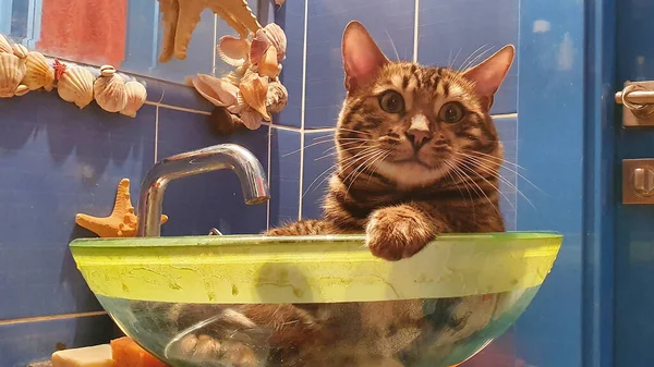 Ung Bengal Katt Sitter Glas Slink Rolig Bakgrund Djurens Tema — Stockfoto