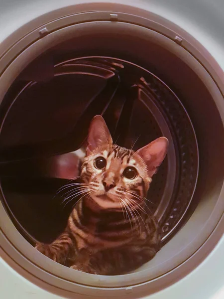 Ung Bengalisk Katt Med Gröna Ögon Sittande Tvättarna Djurens Tema — Stockfoto