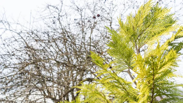 Желтая Ветка Можжевельника Размытом Фоне Дерева Природа — стоковое фото