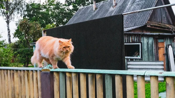 大きな生姜の国内猫の柵の上を歩く 動物の概念 動物のテーマ — ストック写真