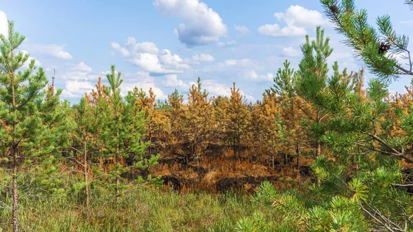 Tallskog Och Träd Efter Branden Träsket Panorama Över Ekologiska Problem — Stockfoto