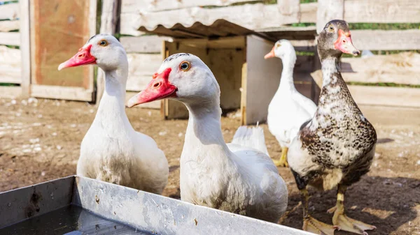 Close Flock Domestic Ducks Family Home Ducks Orange Beak Orange — Stock Photo, Image