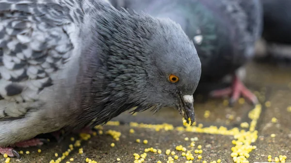 Close Pigeon Pecks Millet Sidewalk Business Finance Concept Animal Theme — Stock Photo, Image