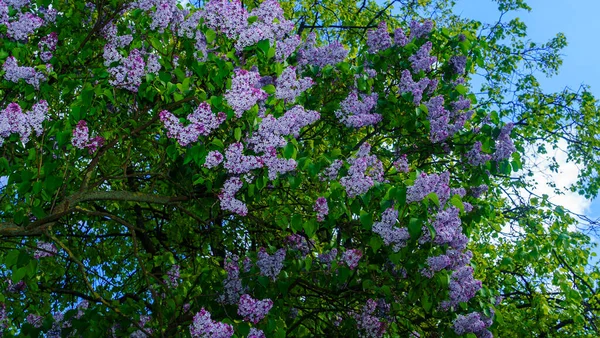 紫色丁香花 有复制空间 春天开了一丛丛紫色紫丁香 案文的篇幅 — 图库照片
