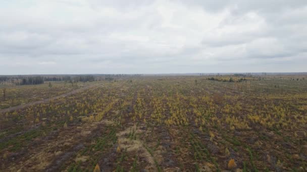 Letecký Pohled Les Poškozený Hurikánem Padlé Stromy Mladé Plantáže Stromů — Stock video
