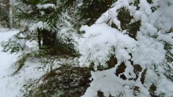 Spowolnione Nagranie Spadających Płatków Śniegu Widok Bliska Zaśnieżone Gałązki Jodły — Wideo stockowe