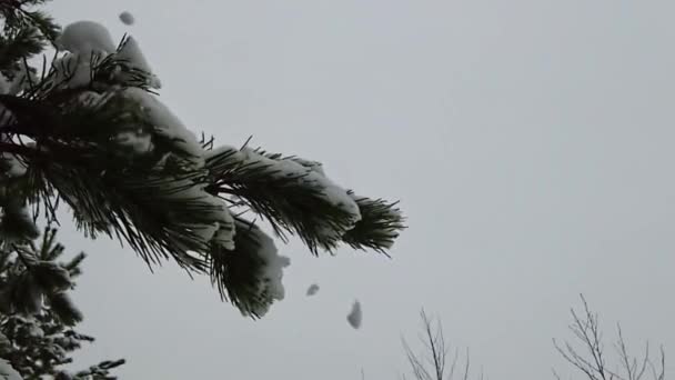 Långsam Rörelse Bilder Fallande Snöflingor Närbild Snöiga Gran Grenar Vackert — Stockvideo
