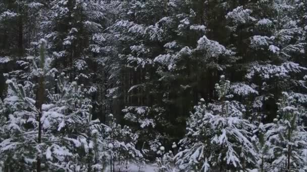冬の季節に雪の下で森のドローンを持ち上げるから航空ビデオ 雪の木と灰色の空 樹氷と霜が木々を覆っています 自然背景 — ストック動画