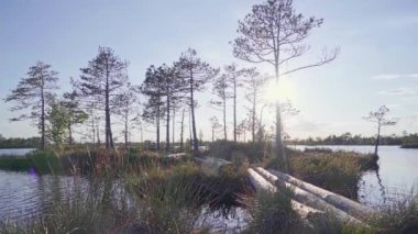 Ada ve rüzgarlı havada ağaçlarla bataklık gölünün üzerinde güzel bir gün batımı. Yelnya, Belarus 'ta adalı bir göl. Doğa arkaplanı.