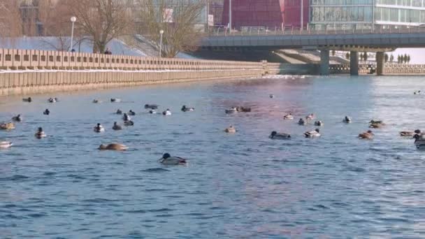 Wiele Dragów Zieloną Głową Brązowymi Kaczkami Pływa Wodzie Kaczki Jeziorze — Wideo stockowe