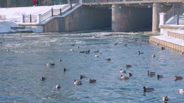 许多头戴绿头的水鸭和褐色的雌鸭在水里游来游去 冬天在湖上或河里的鸭子 粉红爪子 — 图库视频影像