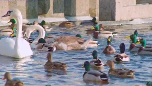 Beautiful Swans Ducks Floating Water Wintering City Birds Bird Feeding — Stock Video