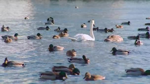 Hermosos Cisnes Con Patos Flotando Agua Invierno Aves Ciudad Alimentación — Vídeos de Stock